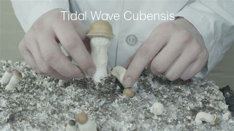 Tidal wave mushrooms: A journey into the depths of consciousness